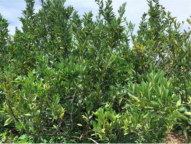 台中市桶柑因高温乾旱严重受损，农委会公告每公顷补助7万5千元现金救助。（台中市农业局提供／王文吉台中传真）