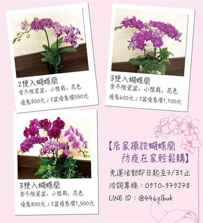 鹿草乡百大青农的研帅兰园提供蝴蝶兰宅配服务。（嘉县府提供／张亦惠嘉县传真）