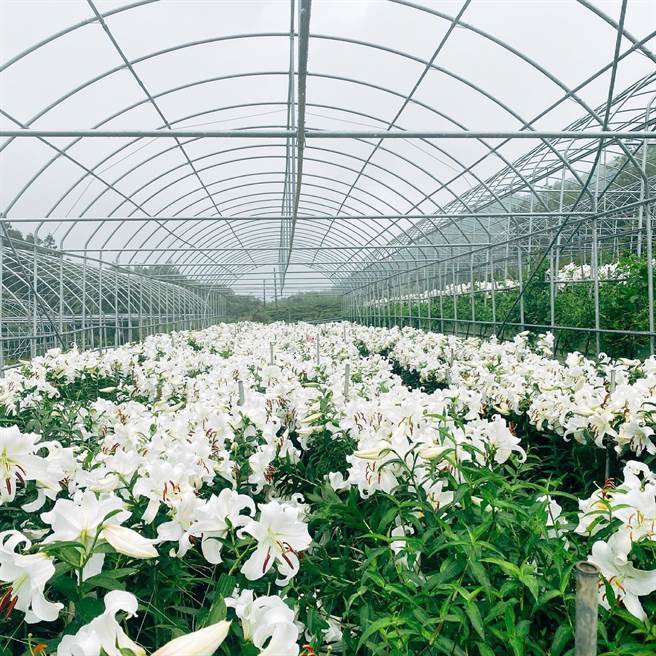 阿里山乡花卉产销班第4班生产香水百合因採收不敷成本，乾脆让其在园内绽放、凋谢。（翻摄自阿里山百合脸书／张亦惠嘉县传真）