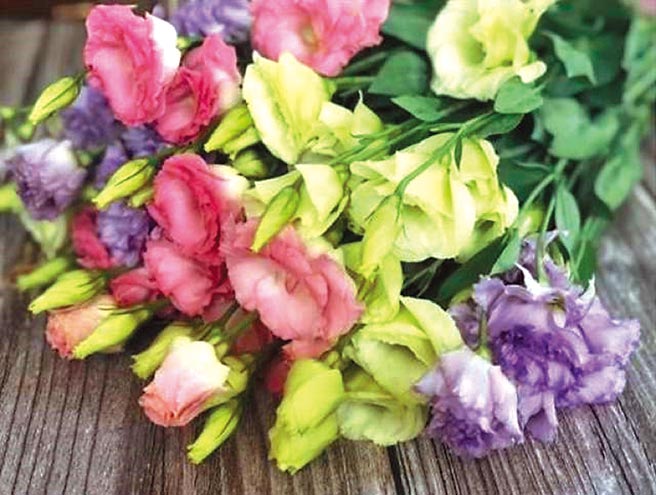 疫情衝击洋桔梗销量，云林县政府推团购帮助花农。（云林县政府提供／张朝欣云林传真）