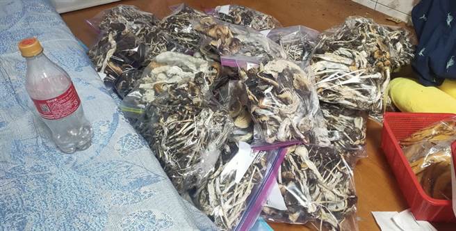 保三總隊破獲大宗迷幻蘑菇栽種場，查扣乾燥迷幻魔菇3785公克、迷幻蘑菇活株2628公克等證物。（保三總隊第一大隊提供／陳淑娥台中傳真）