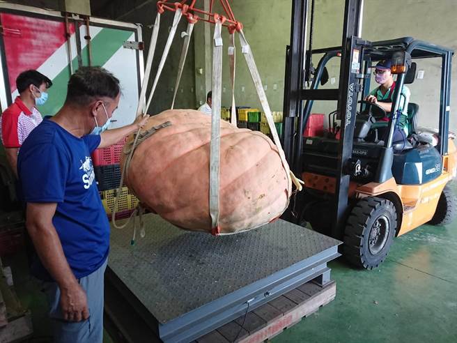 淡水区农会表示，今年新北市全国大南瓜比赛于5月本土疫情爆发时，宣布取消，淡水农会仍关心瓜农的大南瓜状况，本月17日时仍为参赛的瓜农秤重大南瓜（淡水区农会提供／戴上容新北传真）