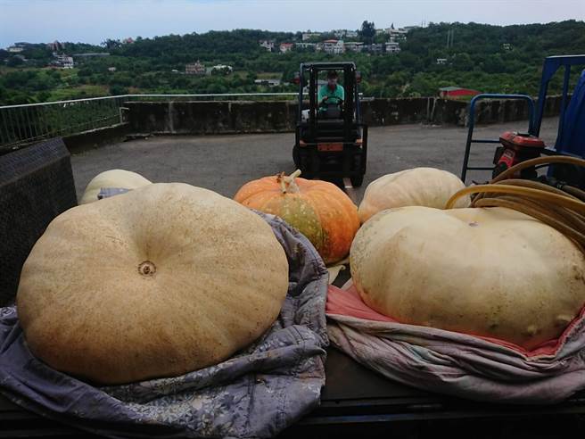 淡水区农会表示，今年新北市全国大南瓜比赛于5月本土疫情爆发时，宣布取消，淡水农会仍关心瓜农的大南瓜状况，本月17日时仍为参赛的瓜农秤重大南瓜（淡水区农会提供／戴上容新北传真）