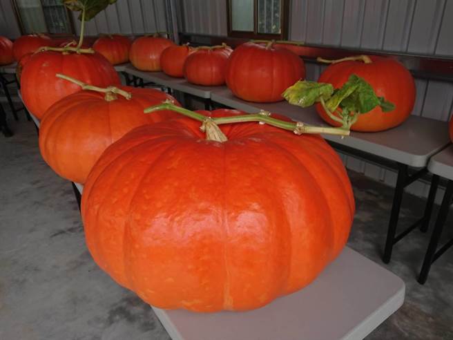 淡水区农会表示，今年新北市全国大南瓜比赛于5月本土疫情爆发时，宣布取消，淡水农会仍关心瓜农的大南瓜状况，本月17日时仍为参赛的瓜农秤重大南瓜（淡水区农会提供／戴上容新北传真）