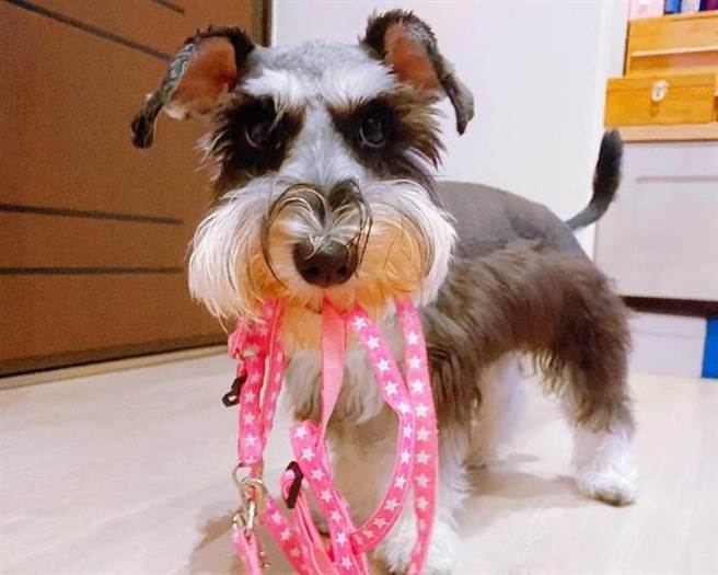 疫情期间，新北市动保处呼吁饲主，居家活动非常重要，可依动物特性，以游戏方式寻找玩具或食物等，增加宠物的活动量。（新北市动保处提供／叶书宏新北传真）