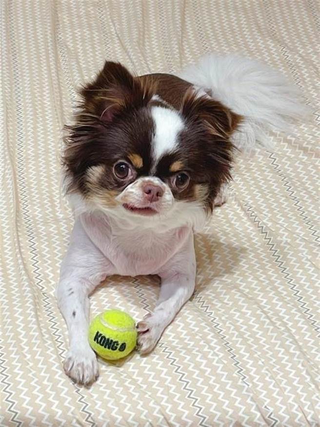 疫情期间，新北市动保处呼吁饲主，居家活动非常重要，可依动物特性，以游戏方式寻找玩具或食物等，增加宠物的活动量。（新北市动保处提供／叶书宏新北传真）