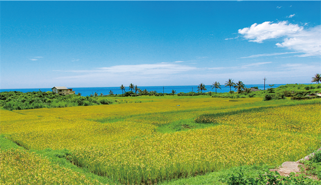 新社梯田一年四季风情皆不同，任何时候来都能留下美照。(图/花莲趣提供)