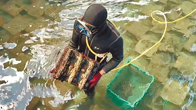 台东县成功镇养殖业者引进天然海水养殖九孔，业者表示，要养到可以贩售的大小需要1年时间。（蔡旻妤摄）