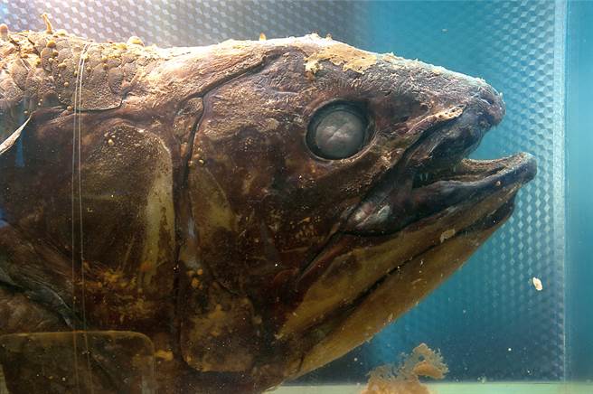 原以為與恐龍一起滅絕的腔棘魚，1938年意外被人發現，近日科學家透過魚鱗研究，發現腔棘魚的壽命可達100年。(示意圖/達志影像)