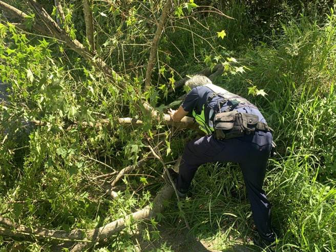 龍潭區18日傍晚2名高平派出所員警發現中豐路段有目測約2公尺的巨樹倒塌於路面，隨即向附近居民商借鏈鋸清除倒塌的路樹。（龍潭分局提供／蕭靈璽桃園傳真）