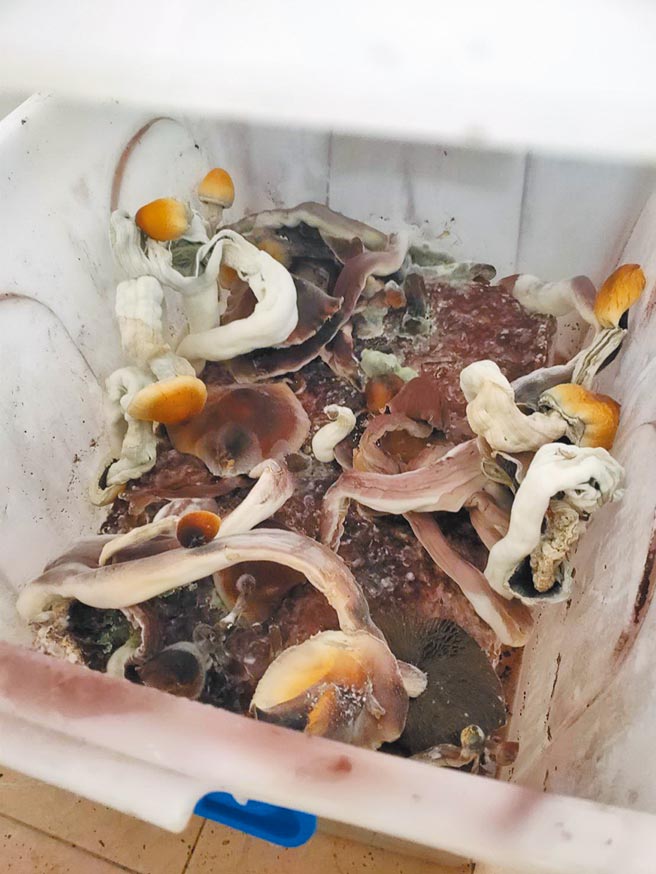高雄市陳姓男子在住家栽種的迷幻蘑菇相當大顆，並於網路社群兜售牟利。（保三總隊第一大隊提供／陳淑娥台中傳真）