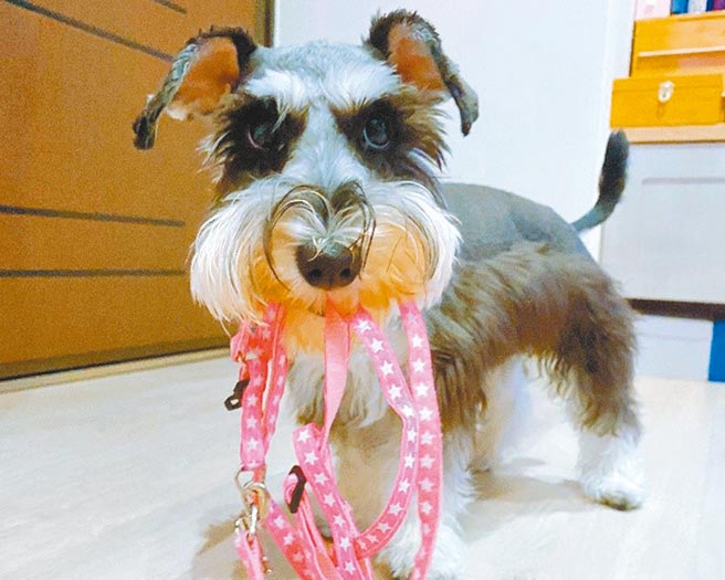 疫情期间，新北市动保处呼吁饲主，居家活动非常重要，可依动物特性，以游戏方式寻找玩具或食物等，增加宠物的活动量。（新北市动保处提供／叶书宏新北传真）