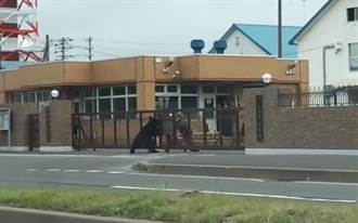 大黑熊攻擊北海道陸自基地 1名自衛隊受傷