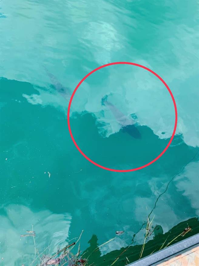 日月潭水位上升，但潭中被稱為惡霸的魚虎再度橫行。（《日月潭一等高》臉書粉絲專頁提供／盧金足南投傳真）