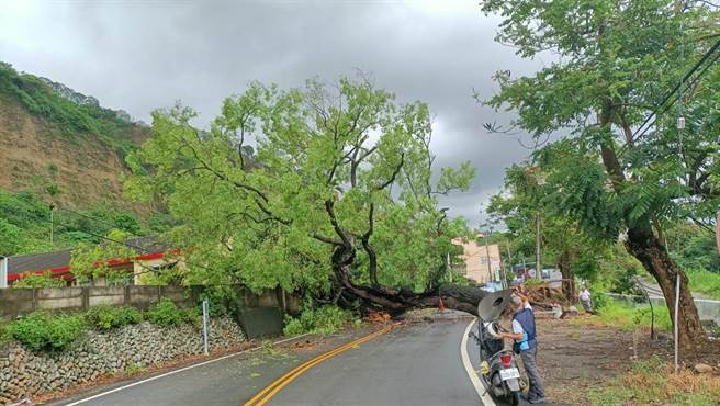 二水乡152县道员集路绿色隧道路段一棵百年老樟树，疑似感染褐根病又不敌清晨的瞬间强降雨，应声倒下，还压垮对面民宅屋顶。（二水公所提供／谢琼云彰化传真）