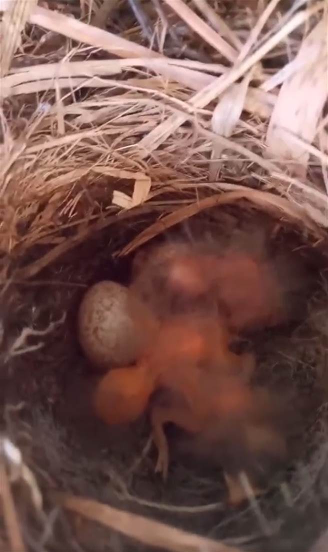 轮胎上的鸟巢里有3只刚孵化的幼鸟。（图／记者爆料网）