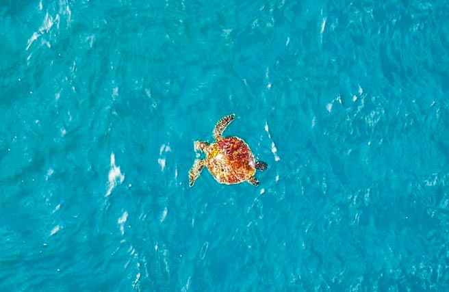 疫情期間，海洋環境得以喘口氣，基隆外木山近日罕見出現海龜出沒，被攝影師巧妙捕捉到畫面，令人驚嘆不已。（摘自臉書社團基隆人日常／張穎齊基隆傳真）