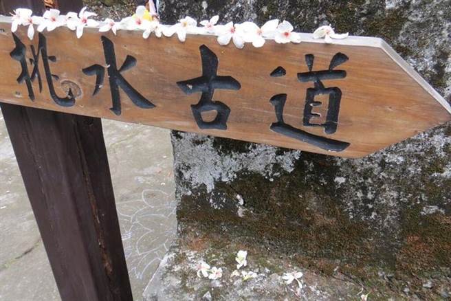 ▲芬园挑水古道也是热门的赏桐花步道。　图：交通部观光局参山国家风景区管理处╱提供