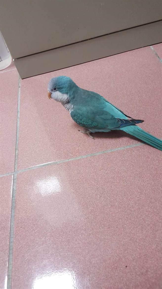 小鹦鹉迷路飞到大甲警分局警备队宿舍，员警找到主人并送鸟儿回家。（警方提供／陈淑娥台中传真）