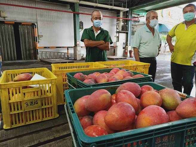 台南芒果收成期到来，受到疫情影响，今年内销市场极为冷清，农民哀嘆连连。（张毓翎摄）