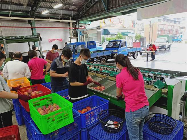 台南市玉井区农会21日开始启动收购，一早农民载着一车车刚採下的新鲜芒果到集货场交货。（张毓翎摄）