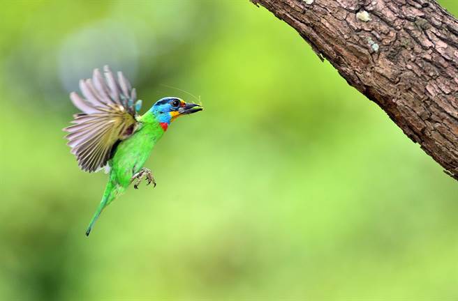 台东卑南遗址公园五色鸟亲鸟忙进忙出，辛劳哺育下一代。（庄哲权摄） 