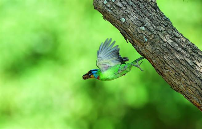 台东卑南遗址公园五色鸟亲鸟忙进忙出，辛劳哺育下一代。（庄哲权摄） 