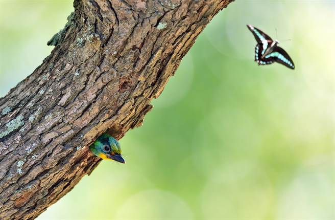 台东卑南遗址公园五色鸟亲鸟辛劳育雏，幼鸟在洞口好奇探看。（庄哲权摄） 