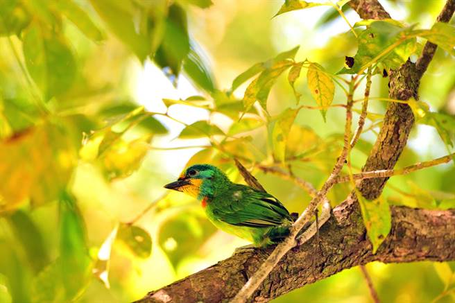 台东卑南遗址公园五色鸟亲鸟辛劳育雏，幼鸟顺利离巢。（庄哲权摄）