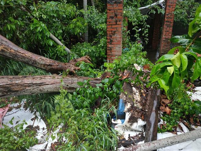 曾男將車停在路邊，人在車內小憩，路樹竟無預警倒塌壓住車門。（民眾提供／陳淑娥台中傳真）