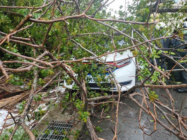 曾男將車停在路邊，人在車內小憩，路樹竟無預警倒塌壓住車門。（民眾提供／陳淑娥台中傳真）