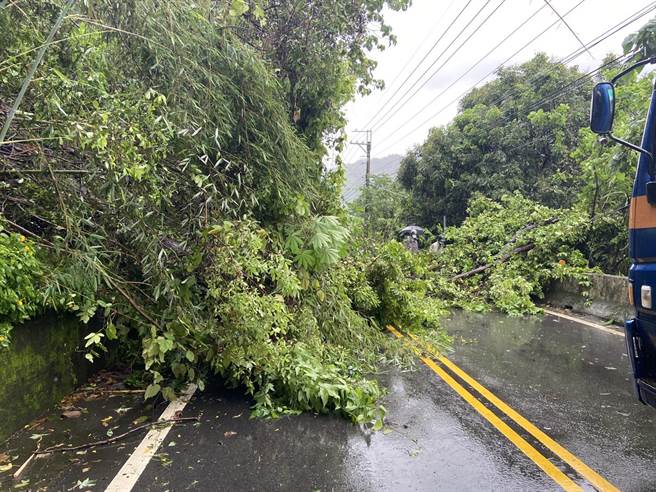 东势区东关路4段路树倒塌，造成双向阻塞通行。。（民眾提供／陈淑娥台中传真）