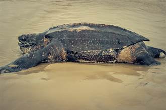 190kg世界最大海龜擱淺 動員10壯漢花2天送牠回家