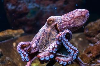 章魚狂推塑膠管入海 專家不解往內看 才知感人真相