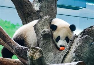 北市動物園大貓熊實體生日趴取消 「圓寶」改線上抓周