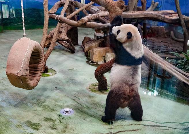 搞笑的「團團」進入假孕期，常常看到美食吊掛在高處，就會嘆氣一聲。（北市立動物園提供／游念育台北傳真）