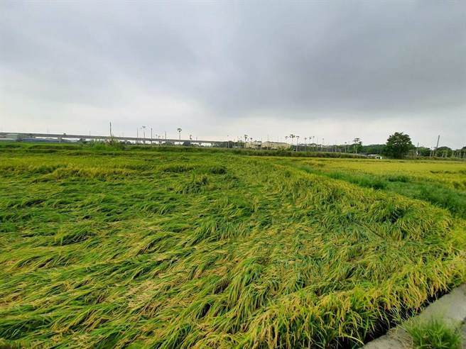 稻田倒伏。（彰县府农业处提供／吴敏菁彰化传真）