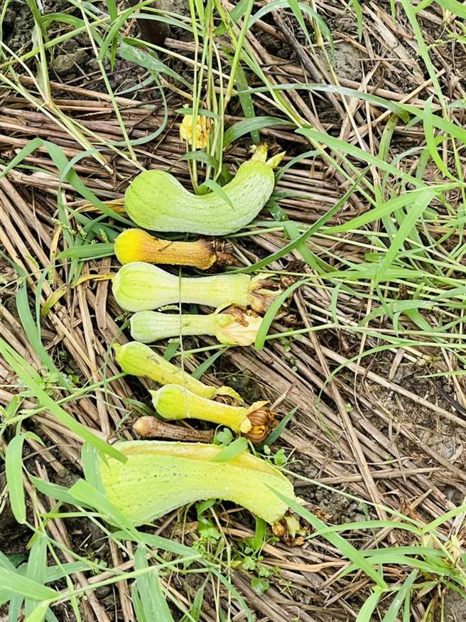 菜瓜爆腐烂。（赖清美提供／吴敏菁彰化传真）