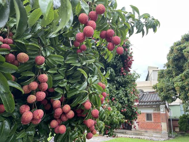 摘星山莊園區遼闊、草木扶疏，2棵百歲荔枝樹結實累累。（摘星山莊提供／王文吉台中傳真）
