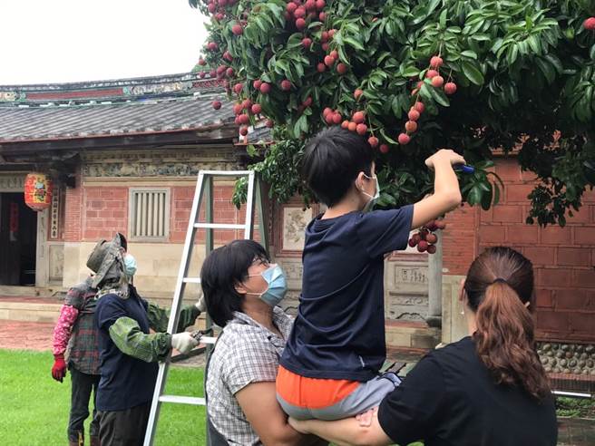 摘星山莊停辦荔枝節活動，改由員工及子女自行摘取。（摘星山莊提供／王文吉台中傳真）