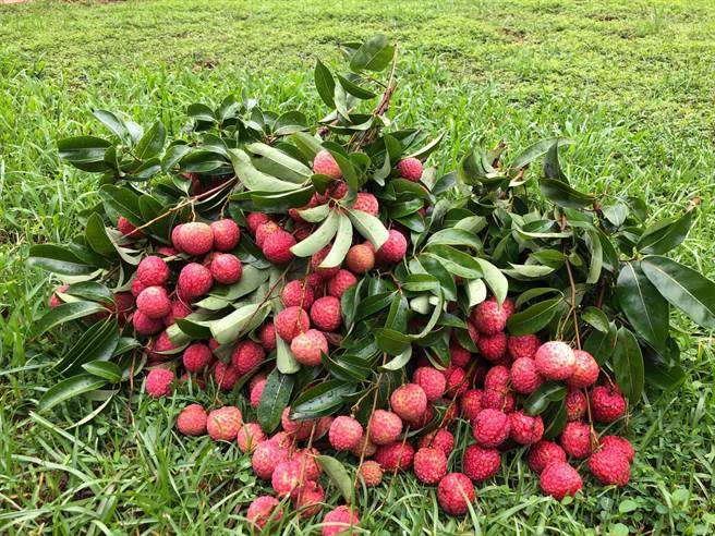 剛採摘的荔枝顏色嬌豔欲滴。（摘星山莊提供／王文吉台中傳真）