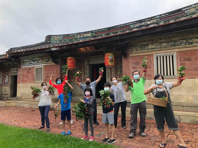 摘星山莊停辦荔枝節活動，改由員工及子女自行摘取。（摘星山莊提供／王文吉台中傳真）