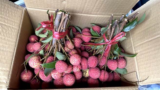 摘星山莊將上百斤「桂味」荔枝，分送給地方士紳，象徵「送荔更給力」挺過疫情。（摘星山莊提供／王文吉台中傳真）