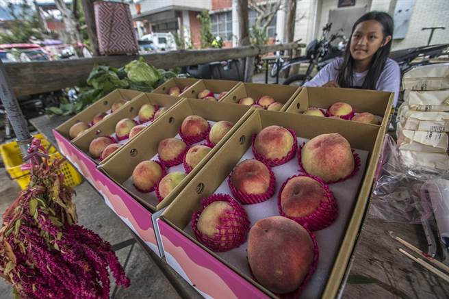 尖石水蜜桃已进入产季，乡公所担心全国三级警戒未解封，游客很少上山採购，28日起设立「线上销售平台」，前100盒有免运费优惠。（罗浚滨摄）