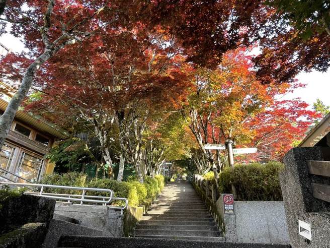 太平山上的紫葉槭「楓紅」美景。尚未宣布三級警戒延長至7/12前，太平山是消費者期待6/28解封後前往的熱門景點。（太平山莊提供／胡健森宜蘭傳真）
