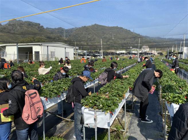 長青資訊不僅提供優質福利與薪資，同時注重團隊向心力與感情的凝聚。往年非疫情期間，每半年就會舉辦1次員工戶外活動。（圖/長青資訊提供）