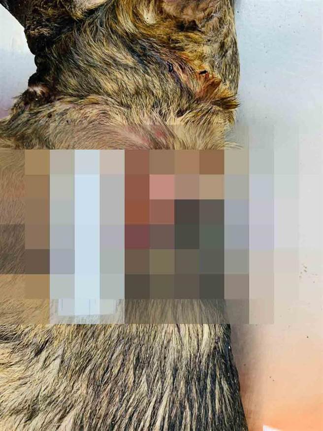 高雄六龟山区23日传出有犬只疑遭枪射杀死亡，市府农业局动保处偕同警方全力缉捕行凶者。(高雄市农业局提供／林雅惠传真)