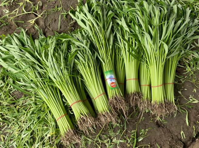 全台空心菜有8成来自嘉县新港乡，温室种植的空心菜较露天来得嫩、卖相佳。（张亦惠摄）