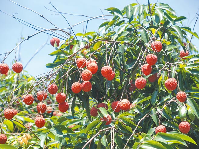 紐西蘭原料工業部（The Ministry for Primary Industries）18日發現一批從台灣空運進口的荔枝與芒果出現東方果實蠅幼蟲，為首起我外銷紐國荔枝驗出東方果實蠅案例，該國即下令暫停所有台灣芒果及荔枝入境此為示意圖。（本報資料照片）
