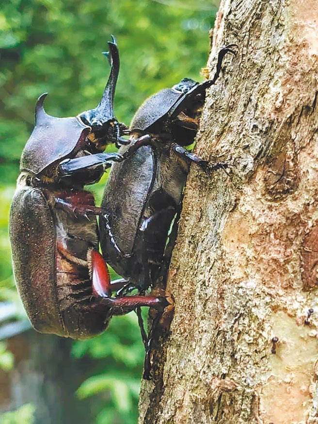 桃园市福安国小生态佳吸引独角仙聚集繁殖，今年更因疫情得福，数量大幅增多。（福安国小提供／吕筱蝉桃园传真）